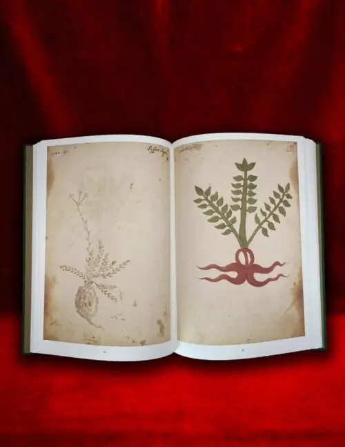 ERBARIO Transcribed by Alice Rocchetti (Hardcover Edition) - Image 4